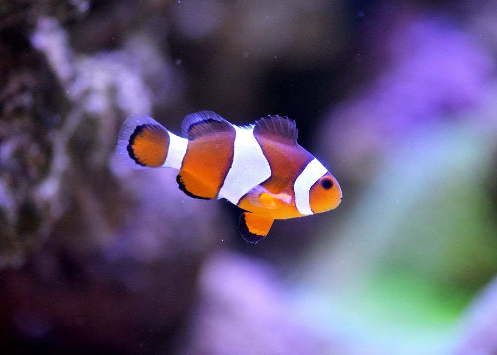 Free clown fish image, public domain animal CC0 photo.
