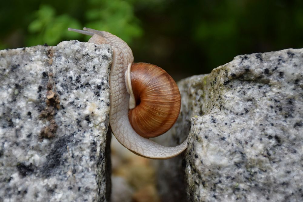 Free snail crawling on gray rock image, public domain animal CC0 photo.