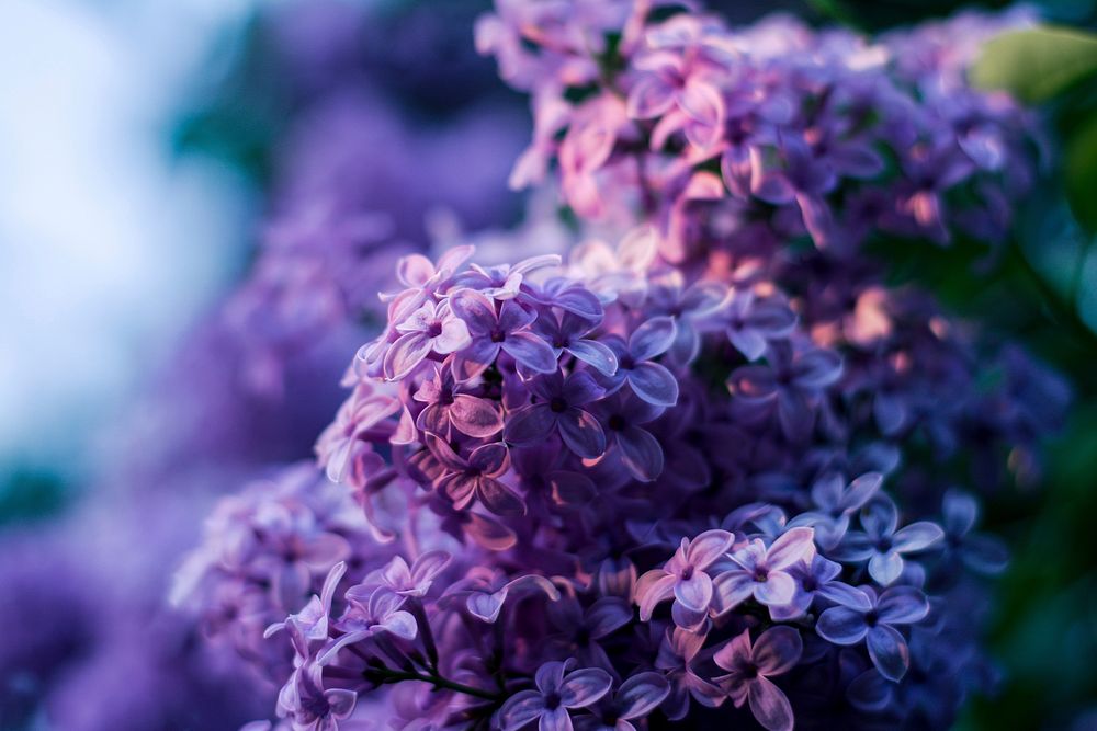 Free purple lilac image, public domain flower CC0 photo.