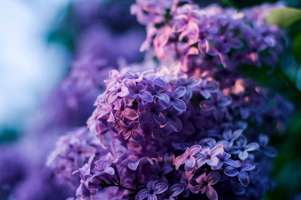 Free purple lilac image, public | Free Photo - rawpixel