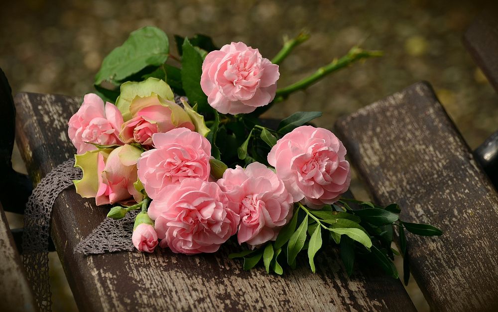 Free pink camillas image, public domain flower CC0 photo.