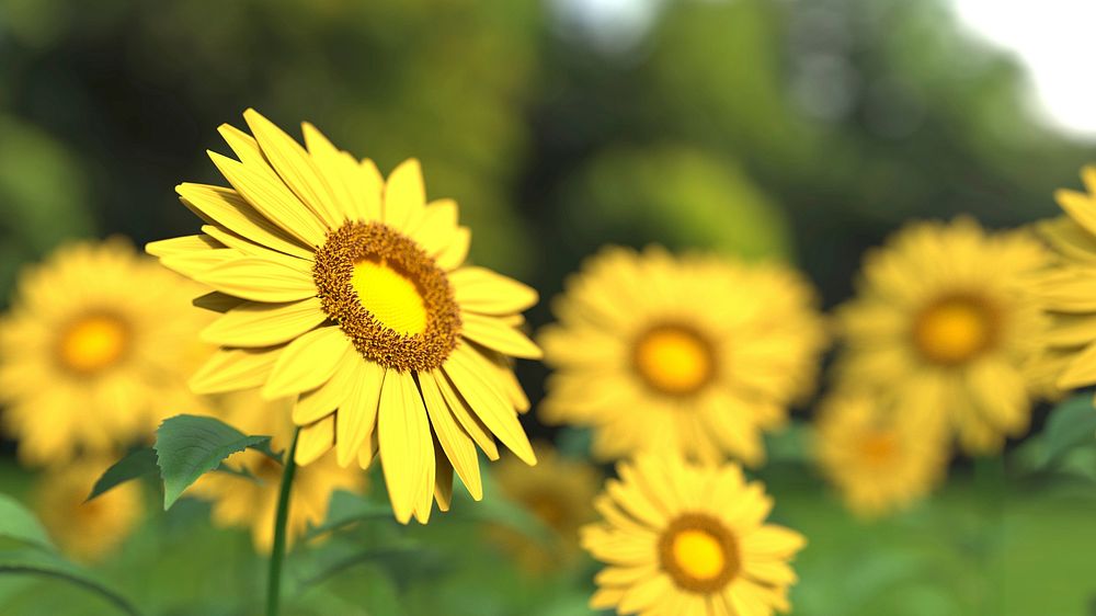 Free yellow daisy image, public domain flower CC0 photo.
