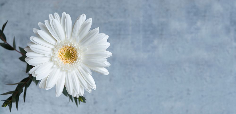 Free white gerbera image, public domain flower CC0 photo.