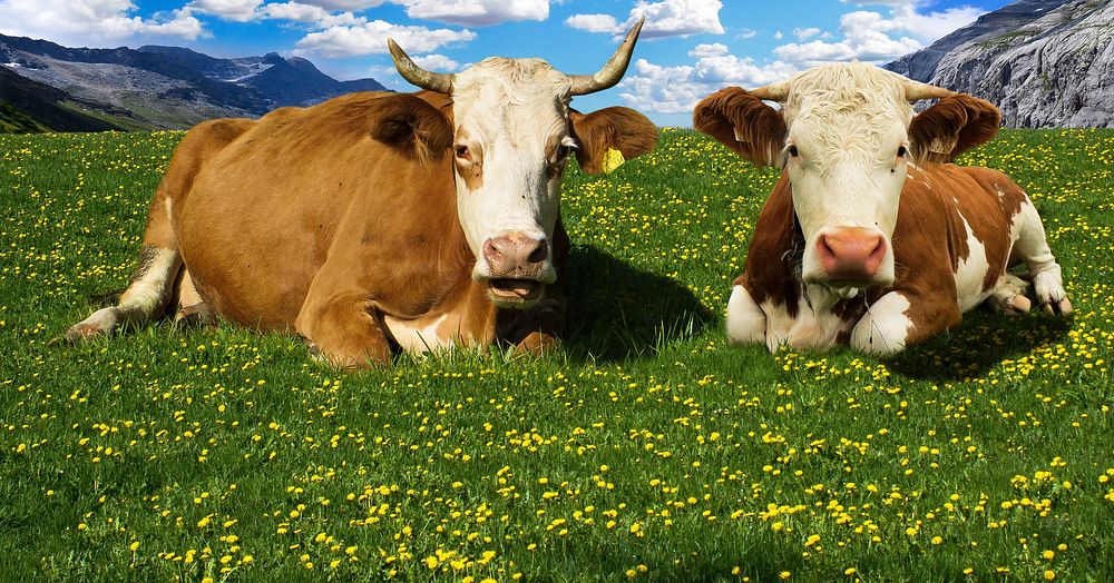 Free 2 cow sitting on green grass field with flowers image, public domain animal CC0 photo.