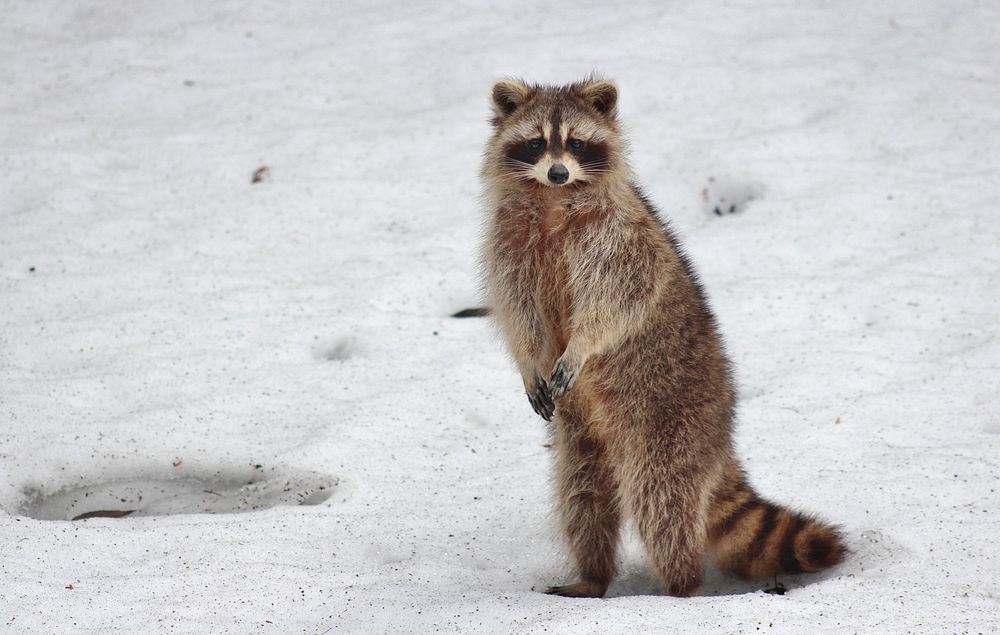 Free cute raccoon standing image, public domain CC0 photo.