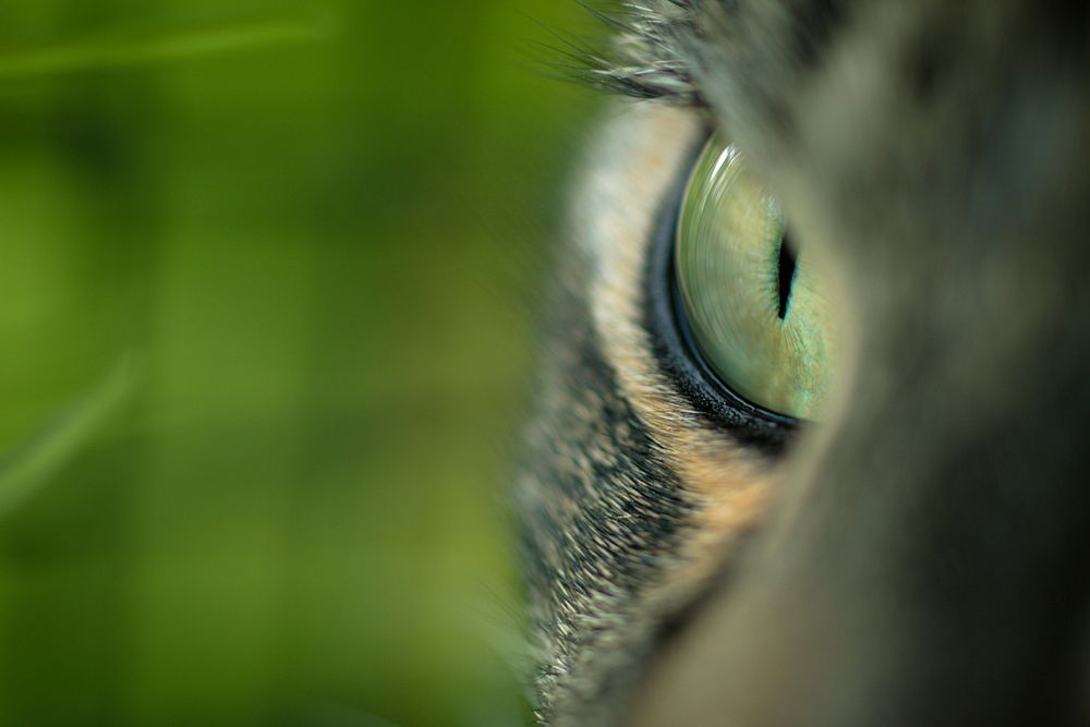 Free cat eye closeup image, public domain CC0 photo.