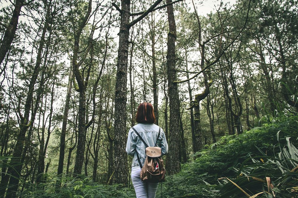 Free walking into the woods image, public domain nature CC0 photo.