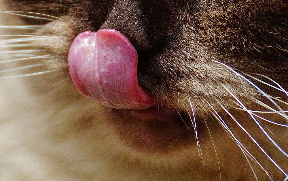 Cat Licking Photos Images | Free Photos, PNG Stickers, Wallpapers & Backgrounds - rawpixel