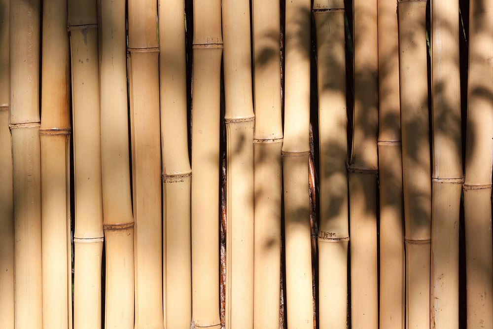 Free bamboos image, public domain nature CC0 photo.
