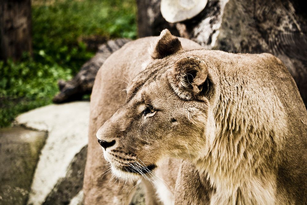 Free lionesses image, public domain wild animal CC0 photo.