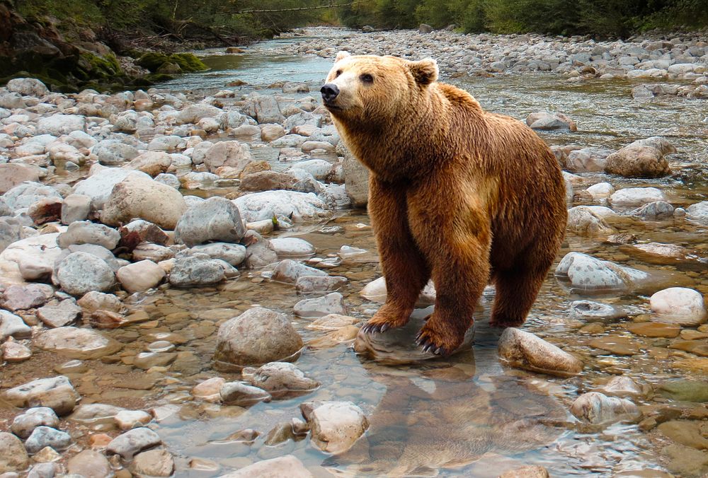 Free grizzly bear image, public domain animal CC0 photo.