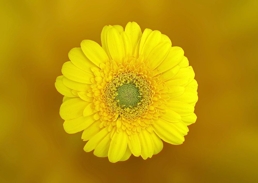 Free yellow gerbera image, public domain flower CC0 photo.