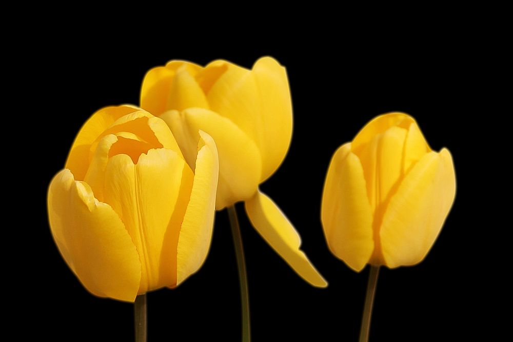 Free yellow tulip image, public domain flower CC0 photo.
