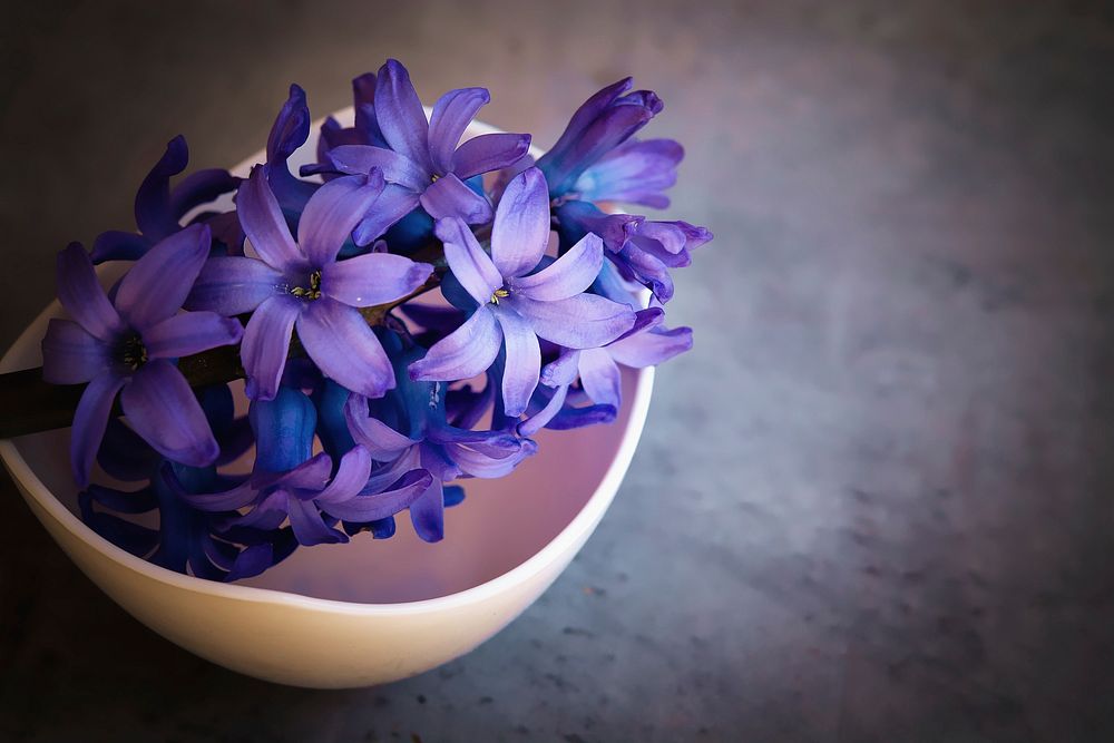 Free purple lilac background image, public domain spring CC0 photo.