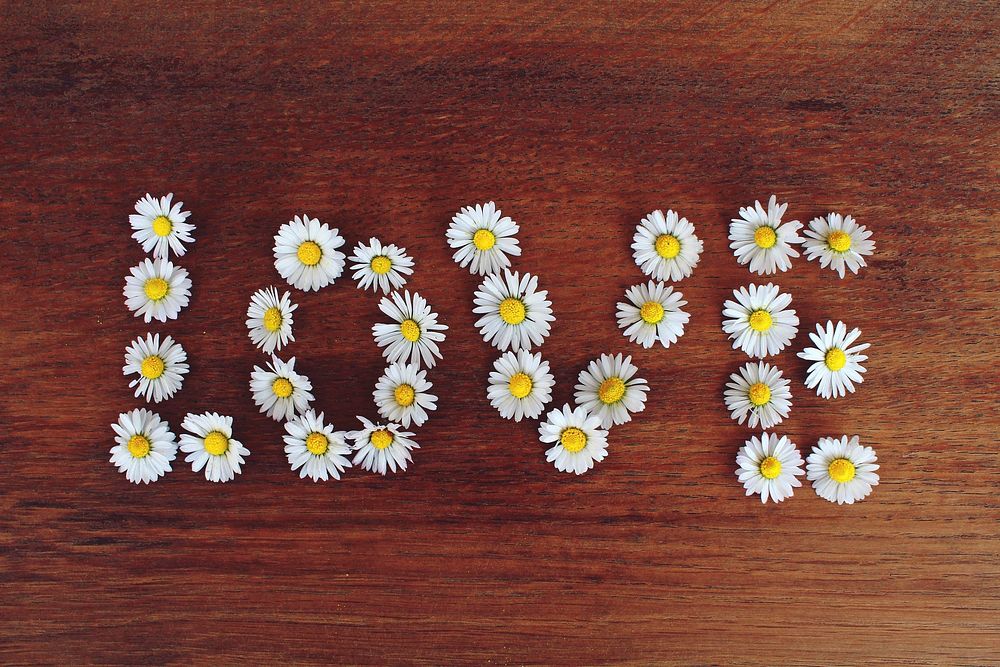 Free LOVE letters, daisy image, public domain flower CC0 photo.