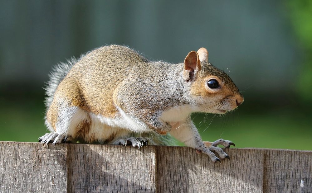 Free cute squirrel walking image, public domain CC0 photo.