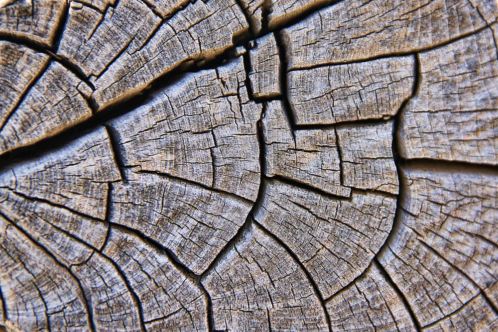 Tree age rings background, free public domain CC0 photo.