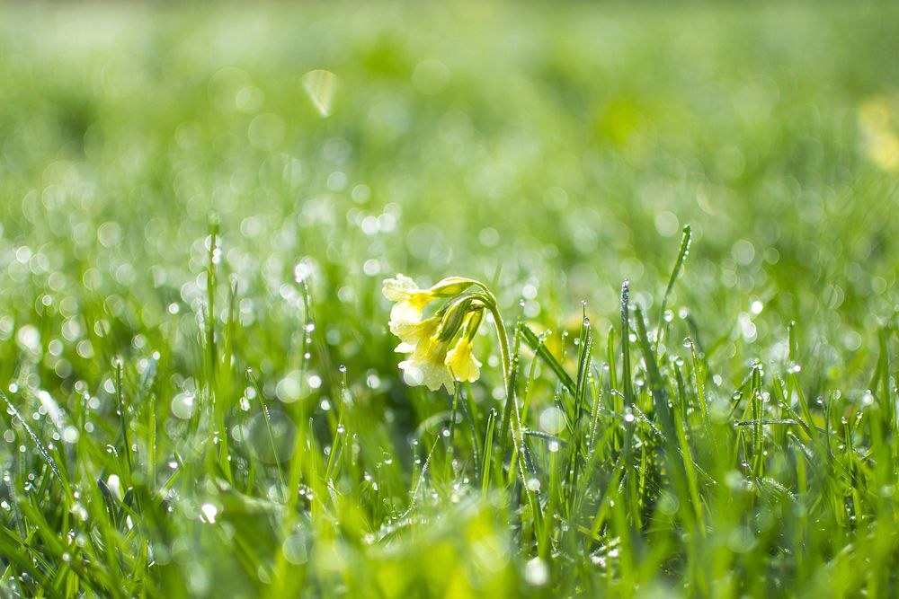 Free closeup on green grass with flower leaves image, public domain nature CC0 photo.