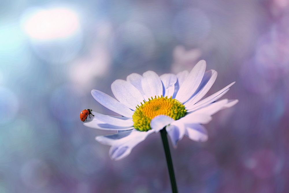 Free ladybug climbing on Daisy flower photo, public domain animal CC0 image.