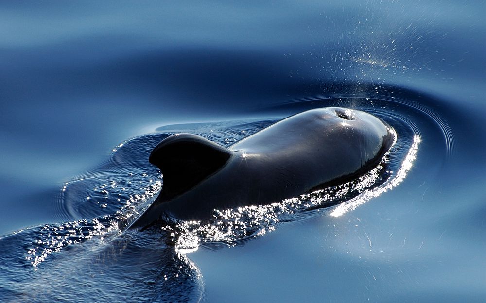 Free whale surfacing image, public domain animal CC0 photo.
