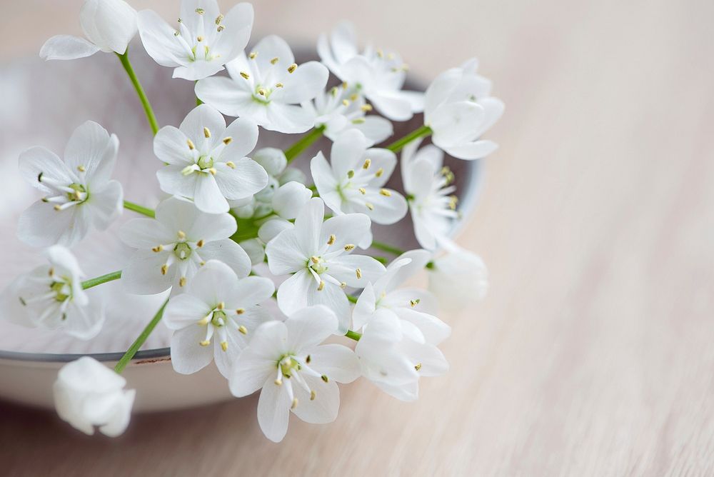 Free white cherry blossom image, public domain flower CC0 photo.