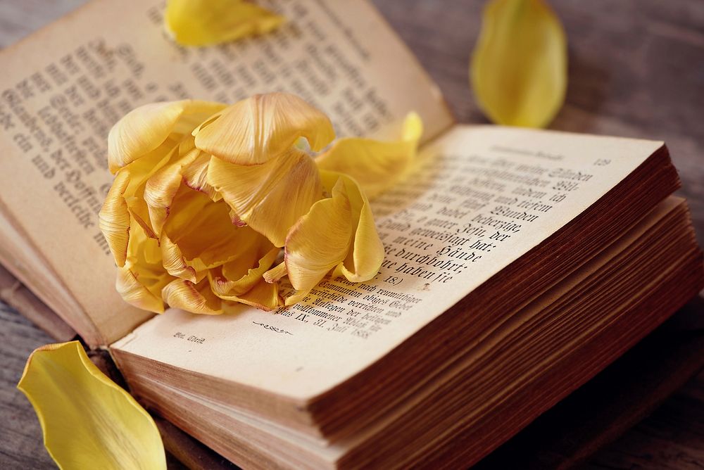 Free yellow flower on opened book image, public domain flower CC0 photo.