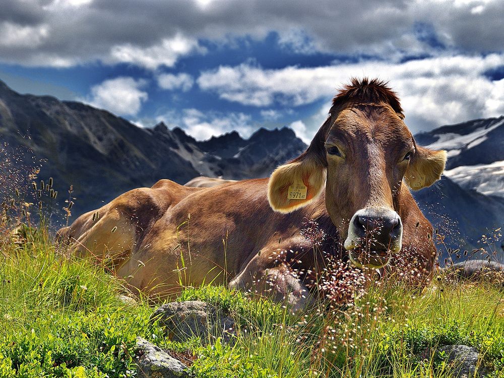 Free image of cow on a meadow, public domain animal CC0 photo.