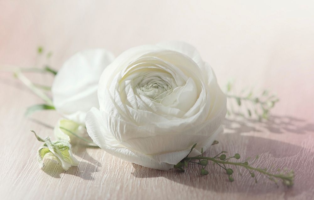 Free white ranunculus image, public domain flower CC0 photo.