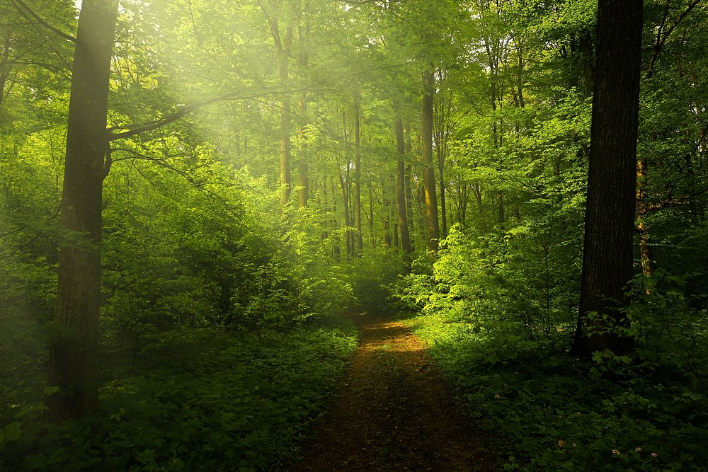Free small trail in forest with trees photo, public domain nature CC0 image.