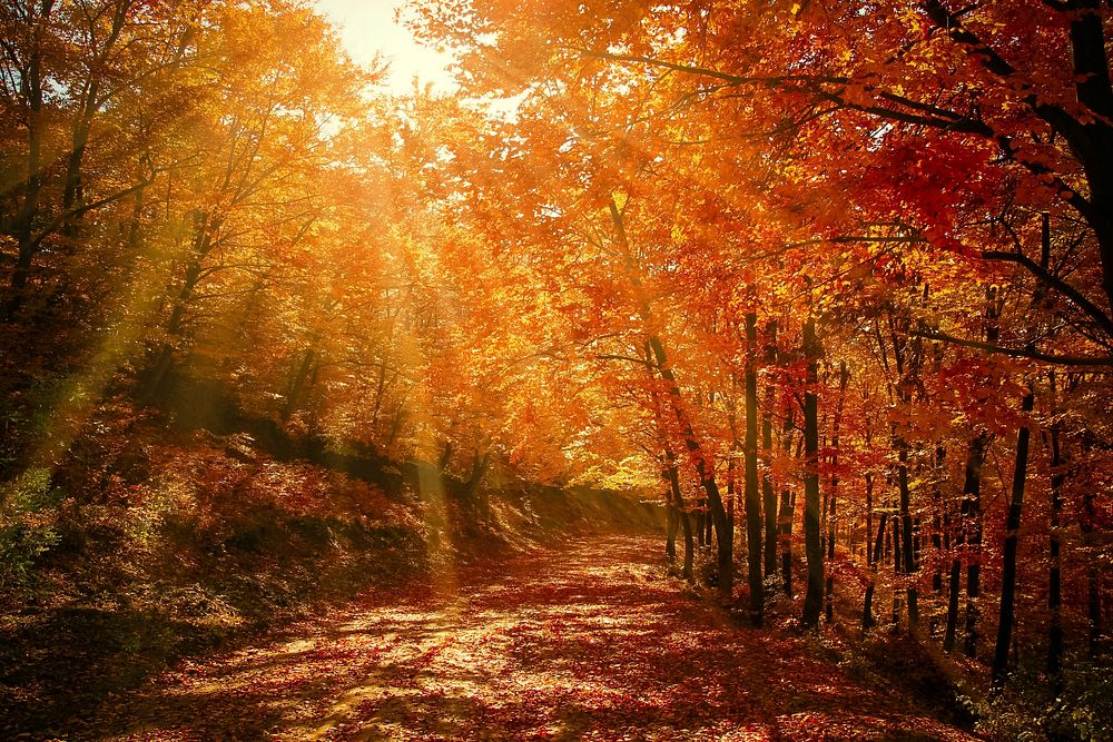 Free forest full of fall leaves photo, public domain nature CC0 image.