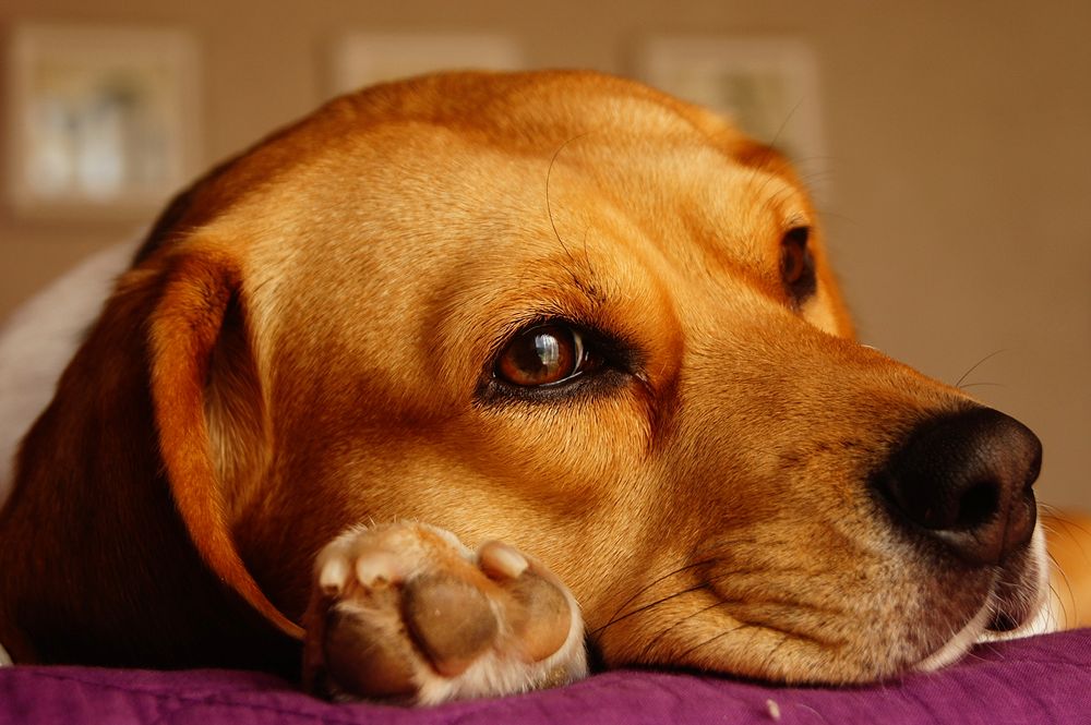 Free cute labrador retriever dog image, public domain animal CC0 photo.