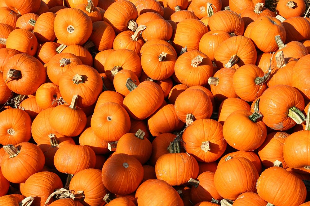 Free orange pumpkin pile image, public domain CC0 photo.