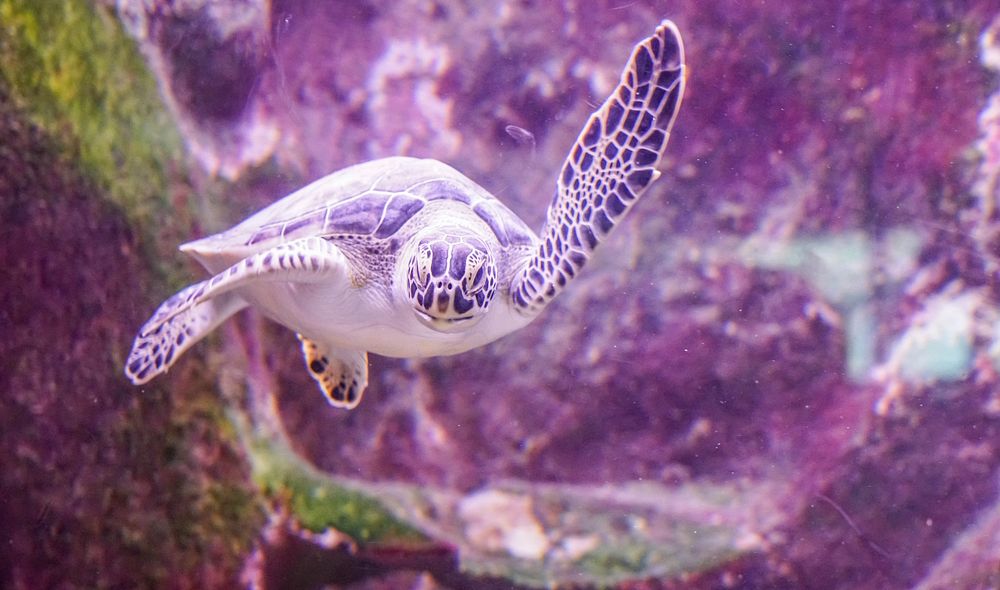 Free sea turtle image, public domain animalCC0 photo.