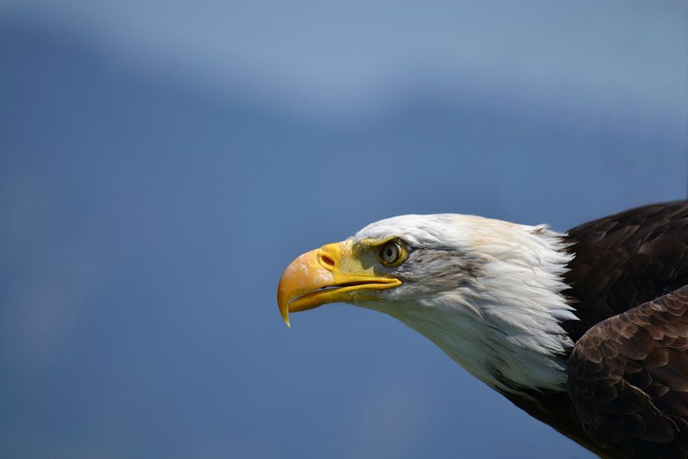 Free bald eagle head close up portrait photo, public domain animal CC0 image.