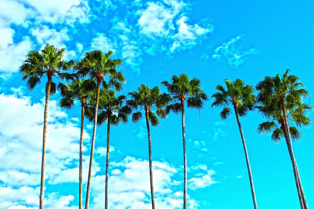 Free palm trees on blue sky image, public domain nature CC0 photo.