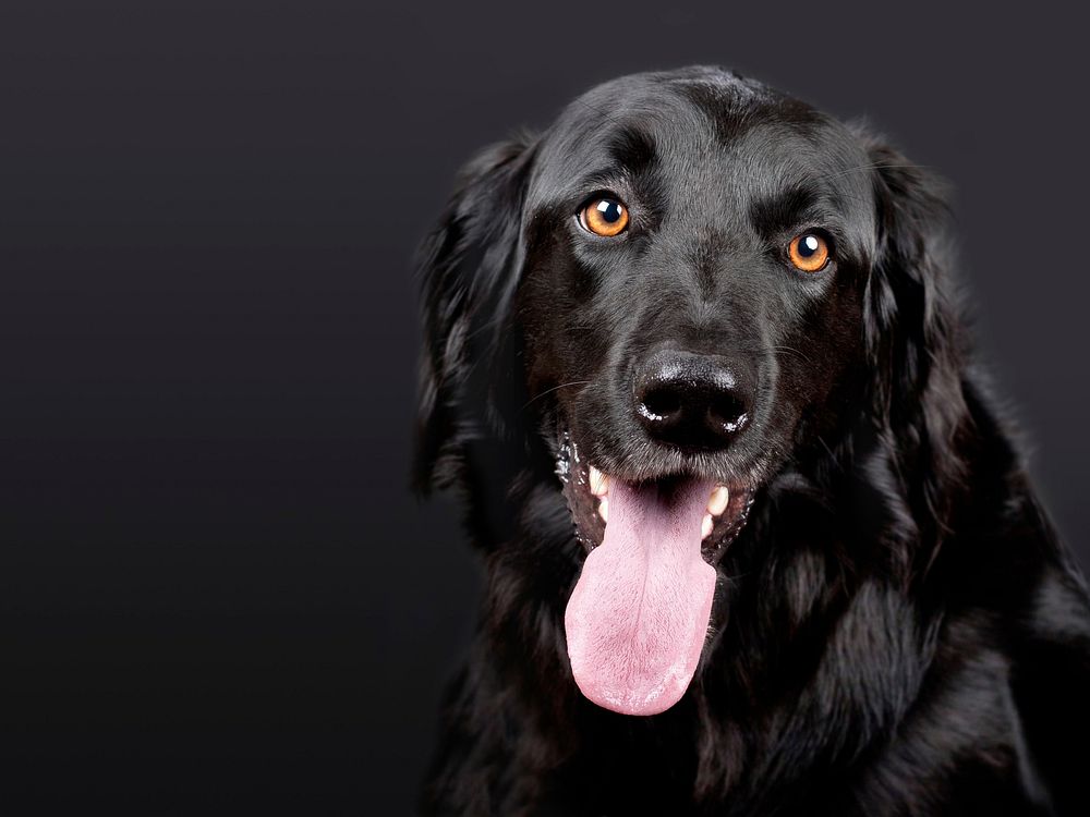 Free black dog image, public domain animal CC0 photo.