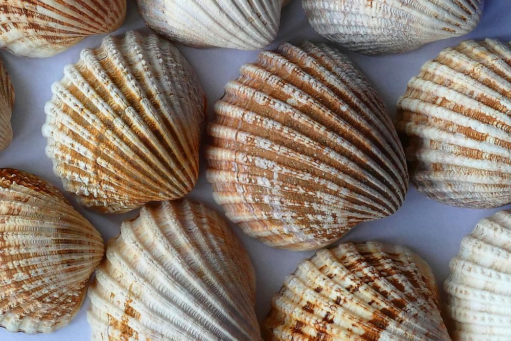 Free cockle clams image, public domain seafood CC0 photo.