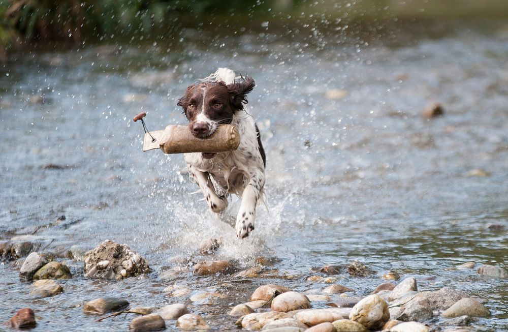 Free dog catching thing running on water image, public domain animal CC0 photo.