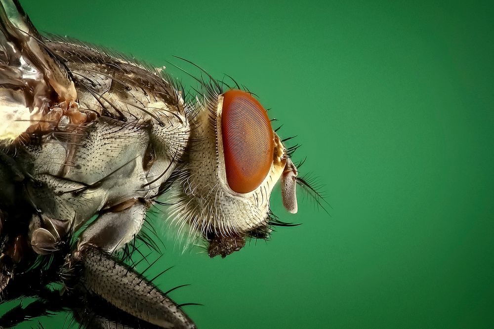 Free fly close up public domain CC0 photo.