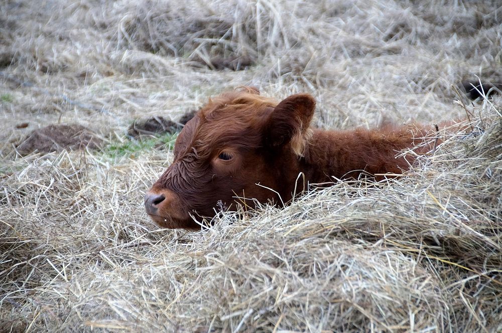 Free young cow lying on hay image, public domain animal CC0 photo.