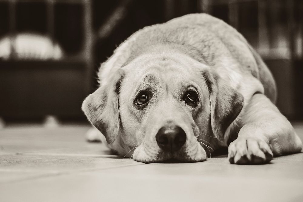 Free old dog lying on the floor in black and white image, public domain animal CC0 photo.
