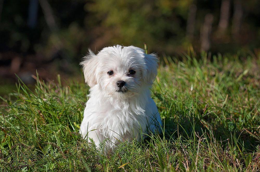 Free white fluffy dog in grass field image, public domain animal CC0 photo.
