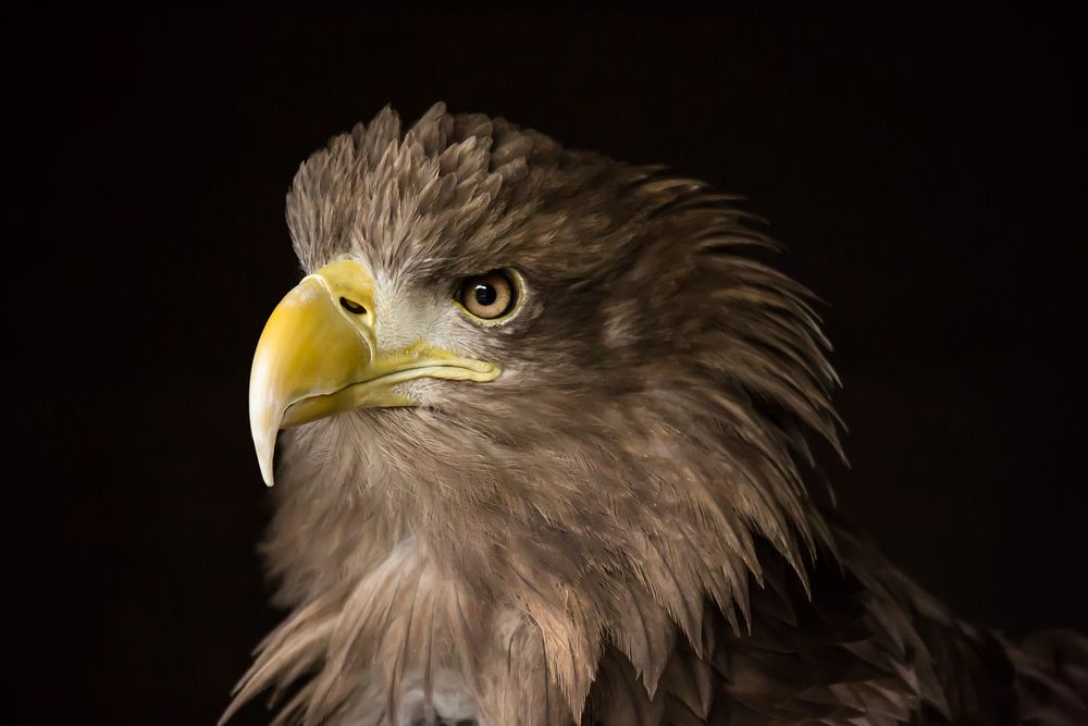 Free eagle head close up photo, public domain animal CC0 image.