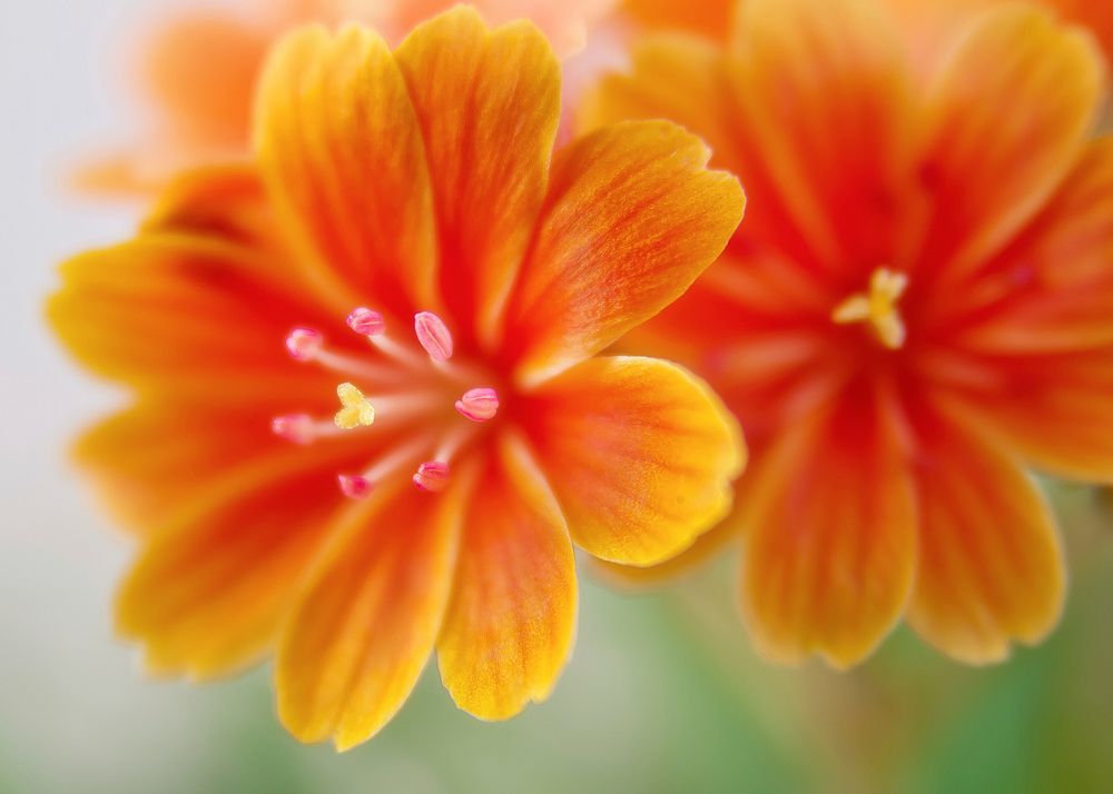 Free orange flower image, public domain spring CC0 photo.