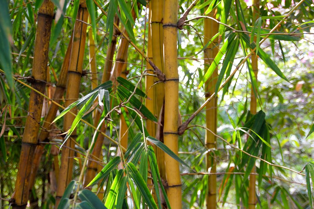Bamboo trees close up, free public domain CC0 photo