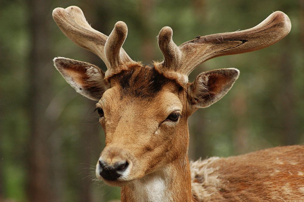 Free deer in the forest photo, public domain animal CC0 image.