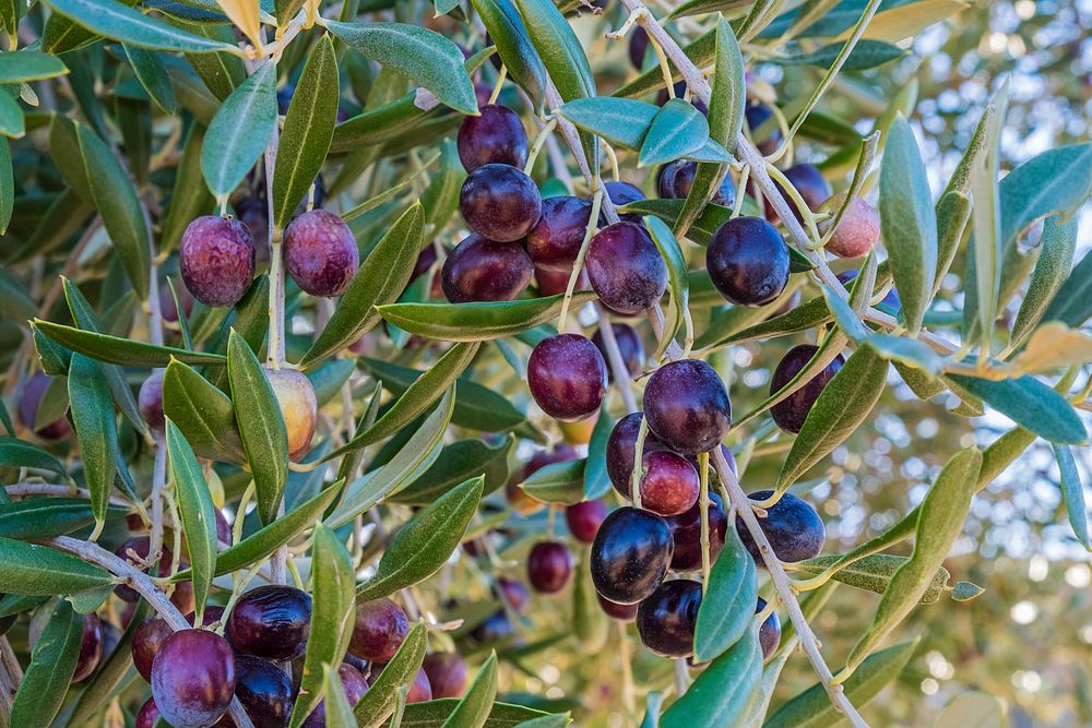 Free olives on branch image, public domain fruit CC0 photo.