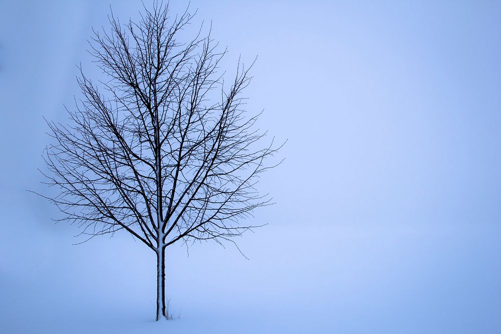 Free snow covered tree photo, public domain winter CC0 image.