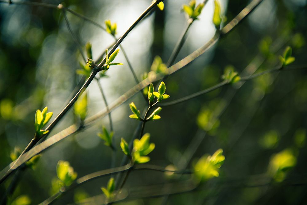 Forest shrubs. Free public domain CC0 photo.