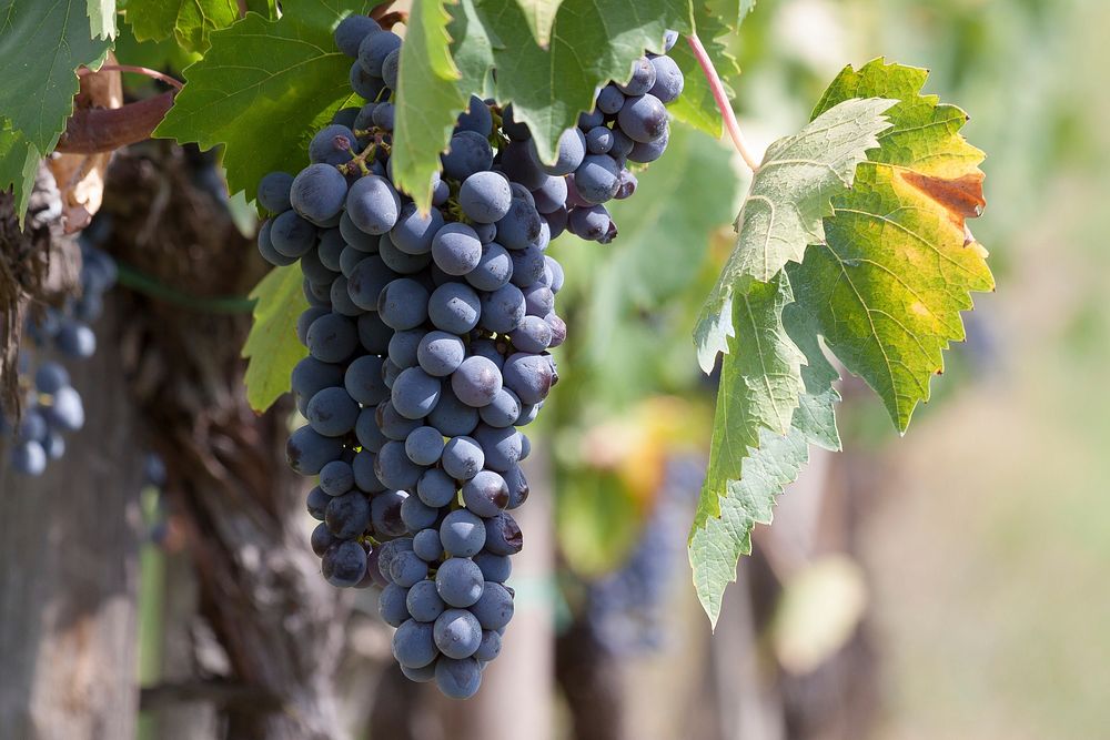 Free close up branch of grape at vineyard image, public domain fruit CC0 photo.